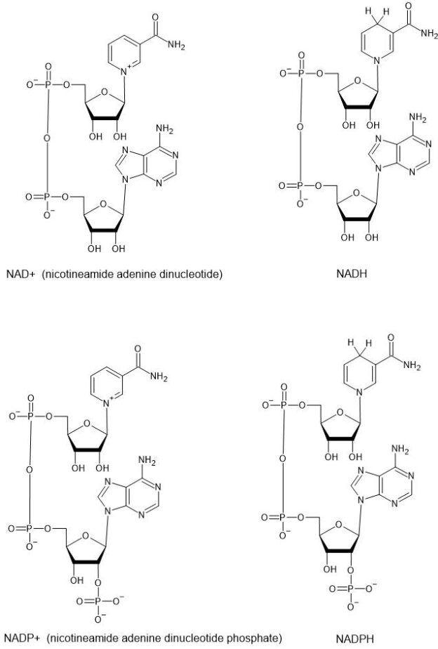 補酵素NADHとNADPHとの違いは？NADPHは、脂肪酸、コレステロール、ヌクレオチドなど同化反応（高分子の生合成）で使われる電子供与体